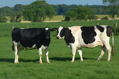 Tuyển gấp 50 lao động chăn nuôi bò sữa tại Hokaaido tháng 3/2023